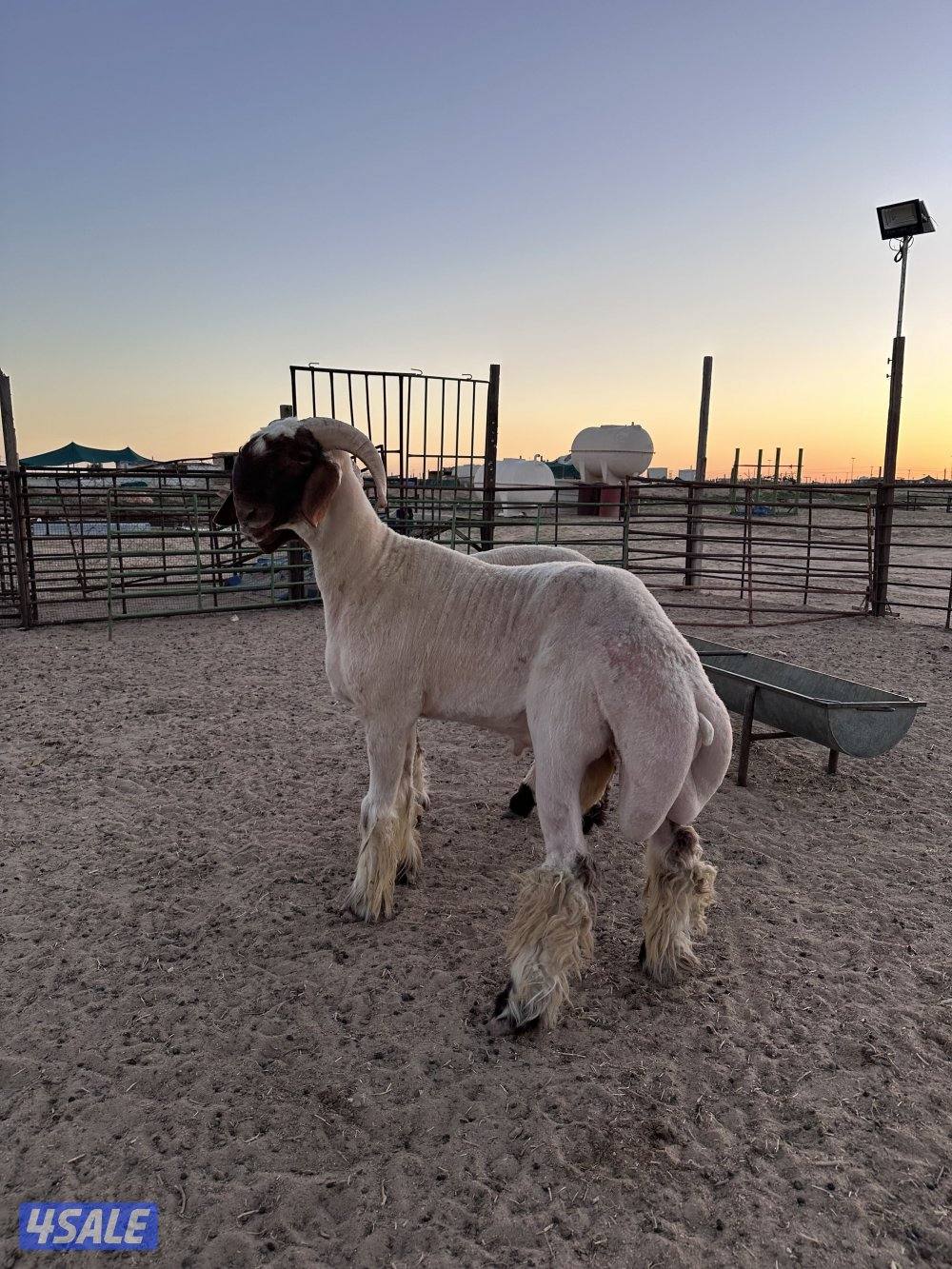 للبيع فحول طيبه ومرسسه1