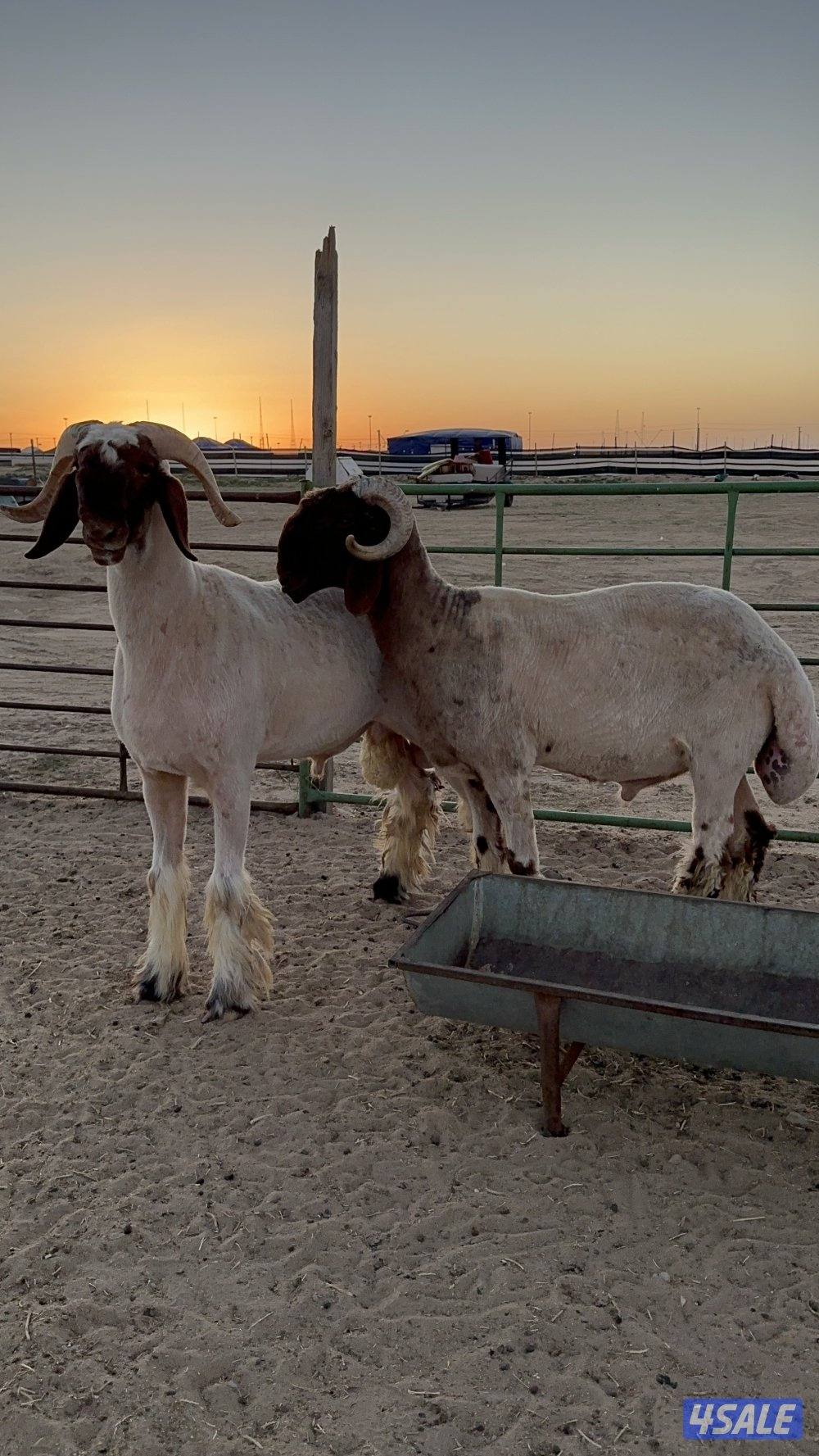 للبيع فحول طيبه ومرسسه2