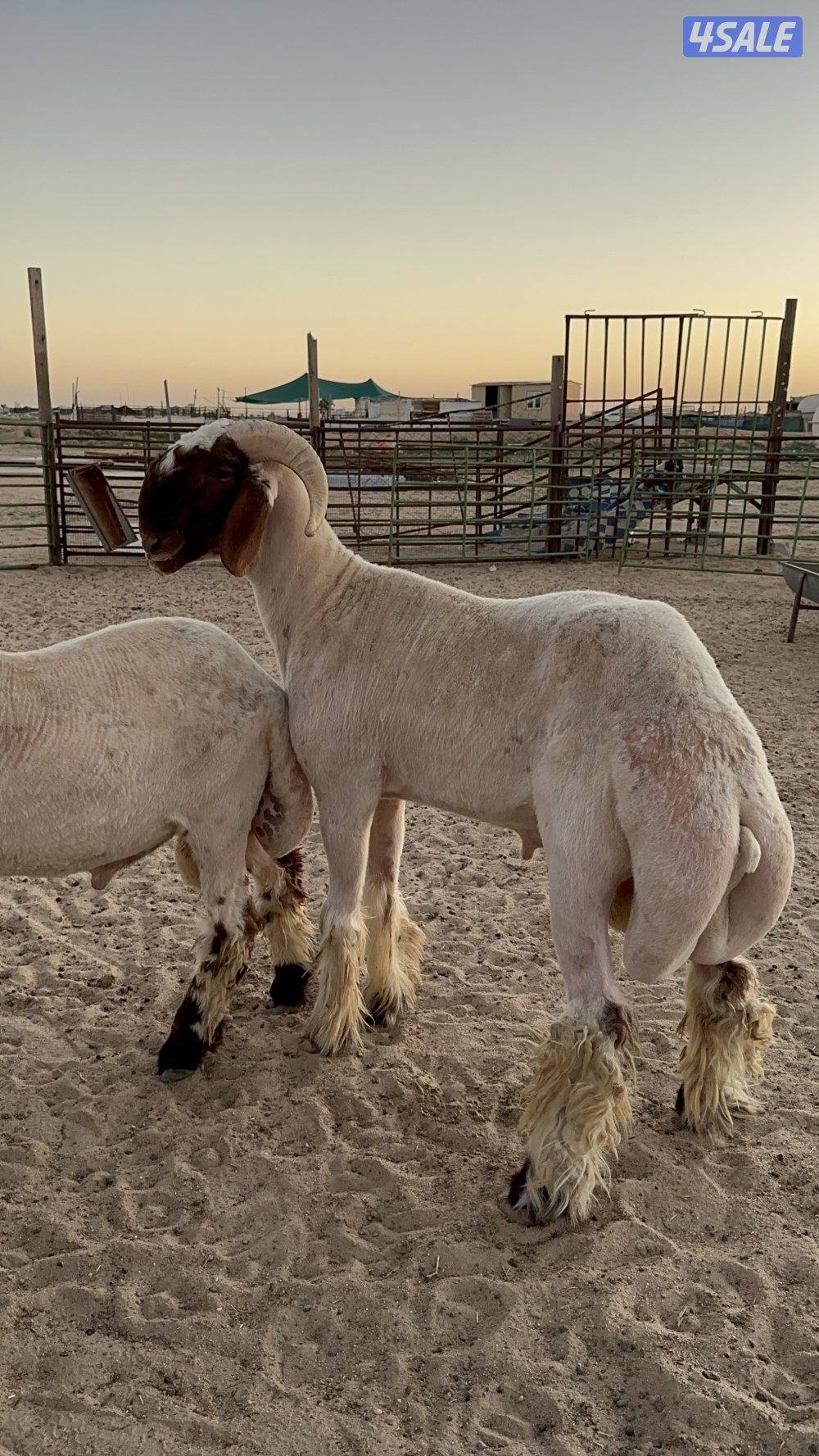 للبيع فحول طيبه ومرسسه3