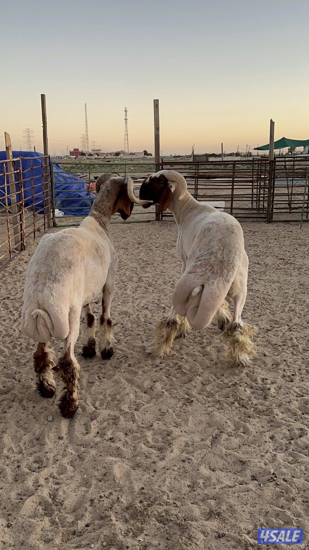 للبيع فحول طيبه ومرسسه4