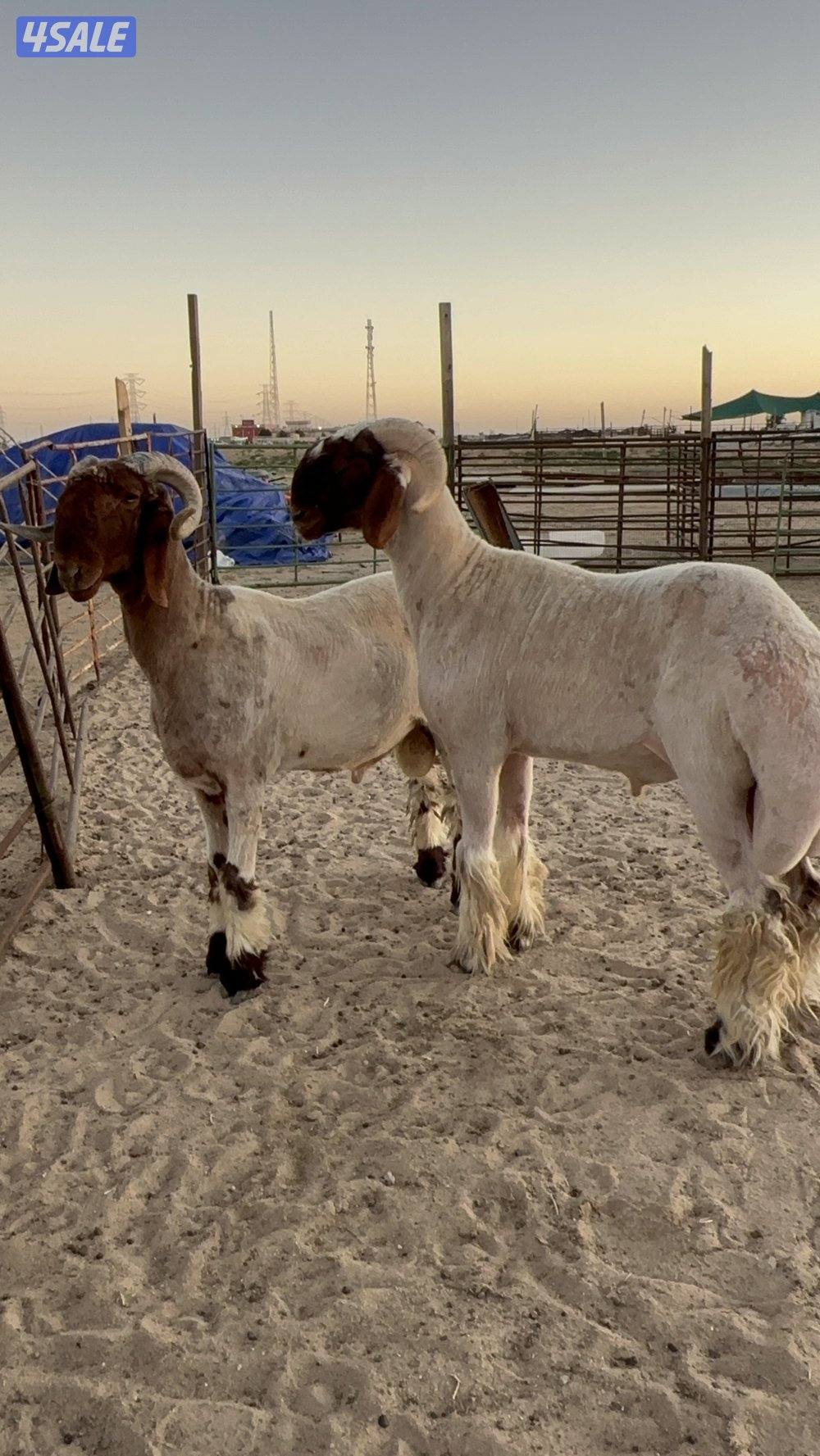 للبيع فحول طيبه ومرسسه6