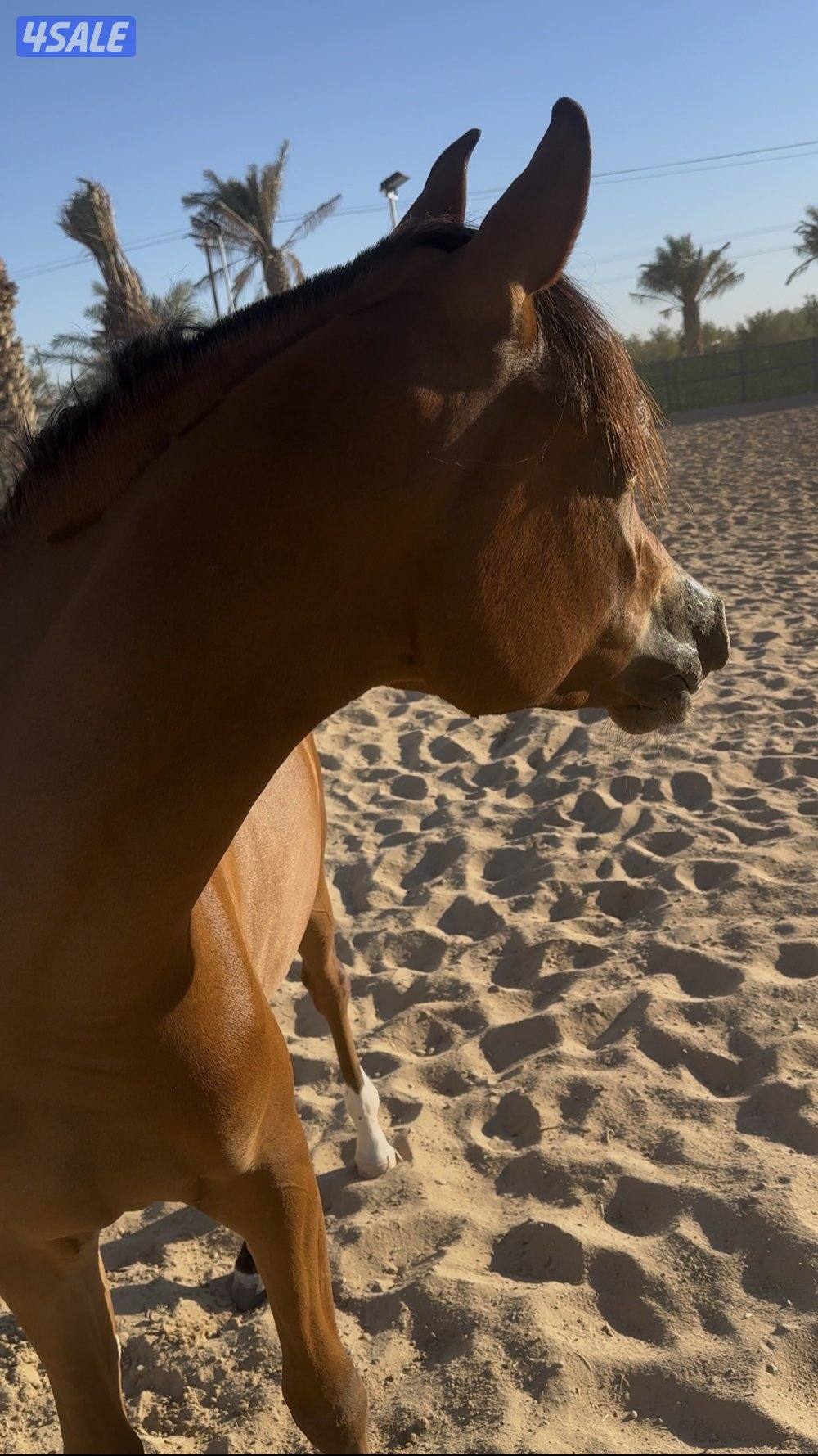 مهره كوالتي عالي بولش مواليد 20240