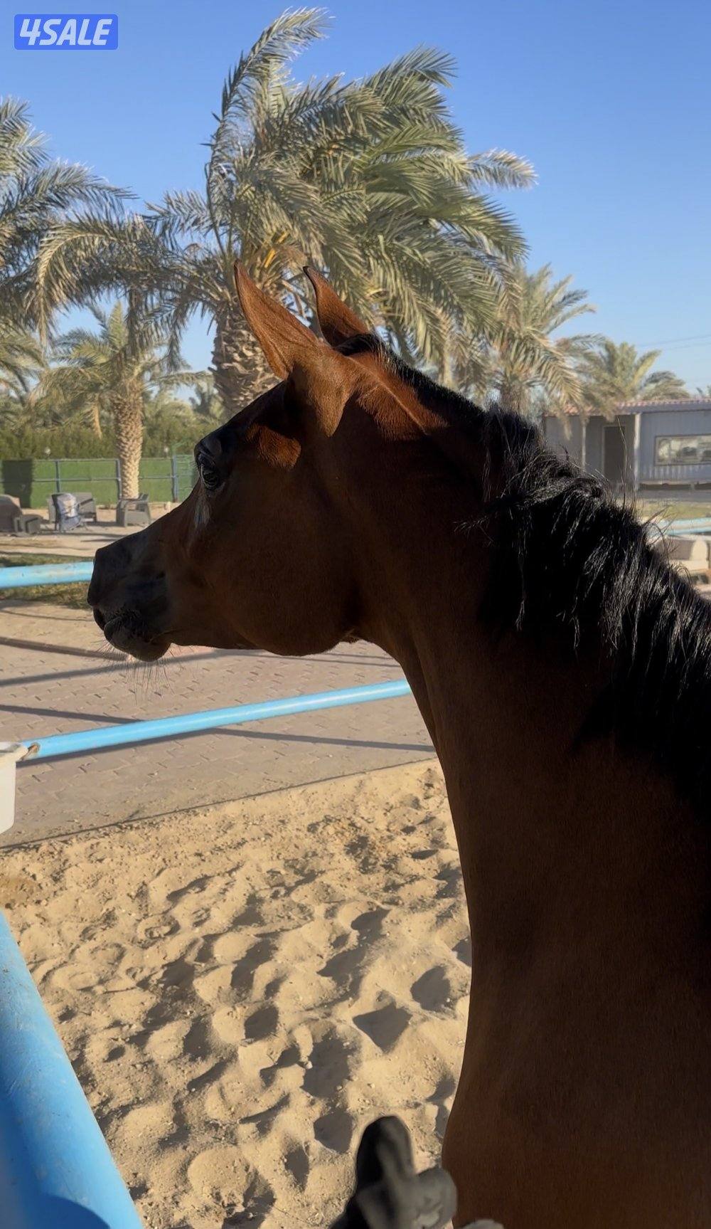 مهره كوالتي عالي بولش مواليد 20242