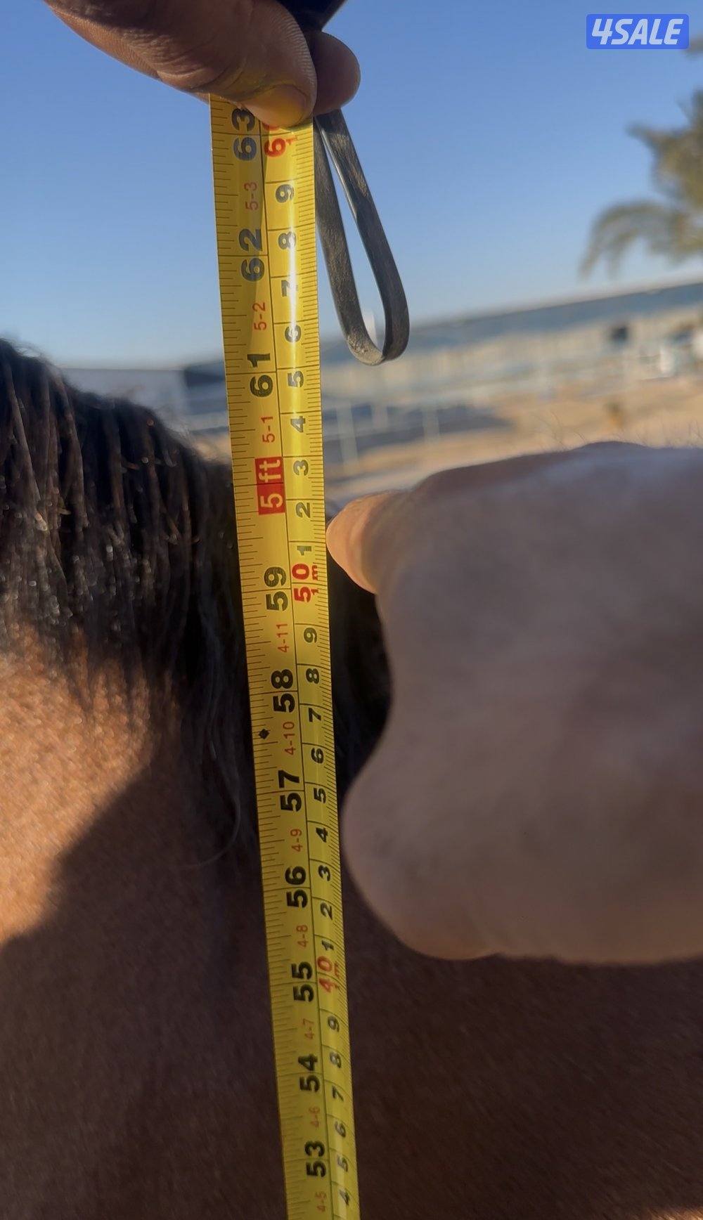 مهره كوالتي عالي بولش مواليد 20245