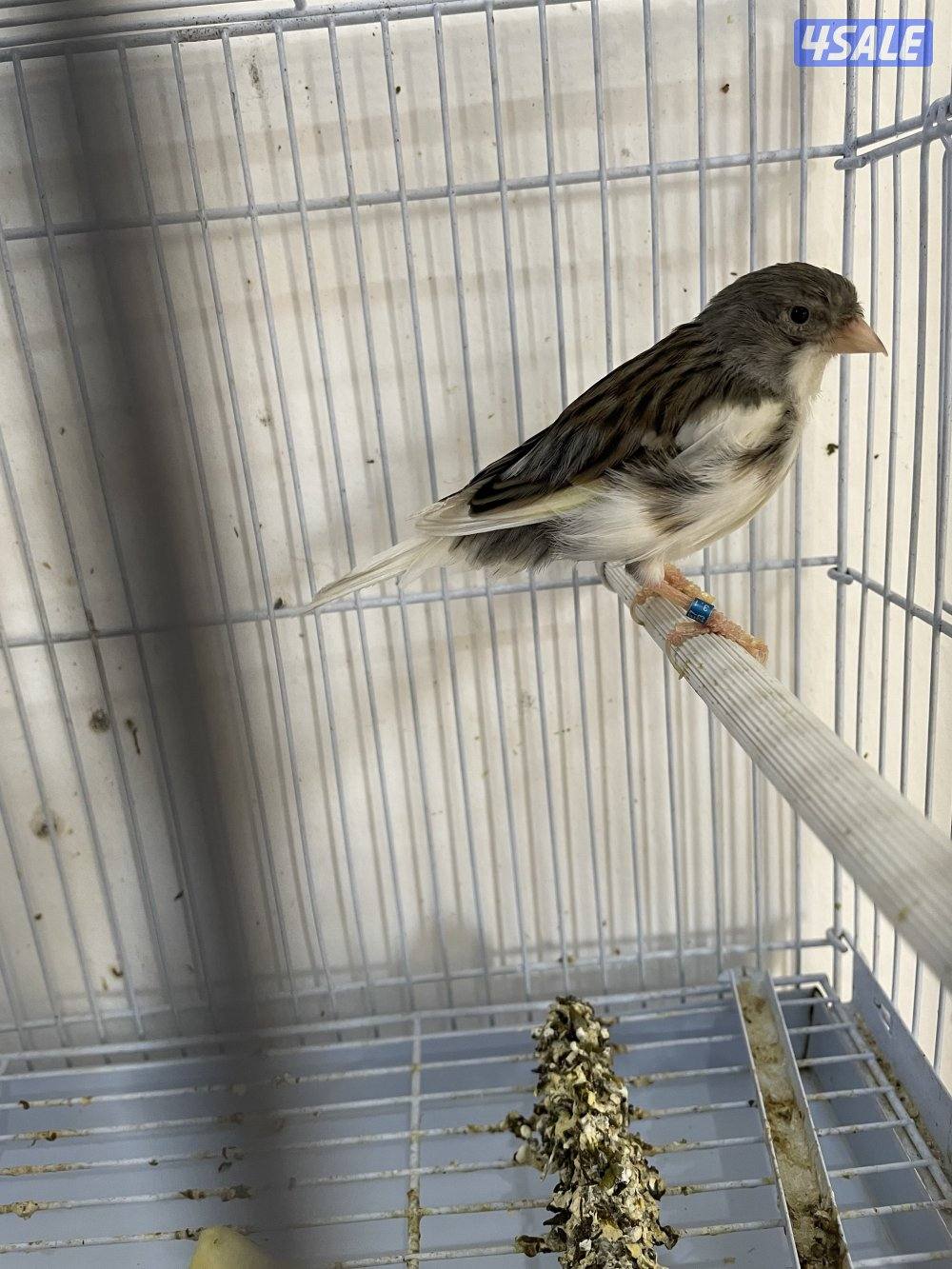 للبيع كناري تمبرادو. ذكر وثلاث نثاي شرط الصحه والنظافه والإنتاج0