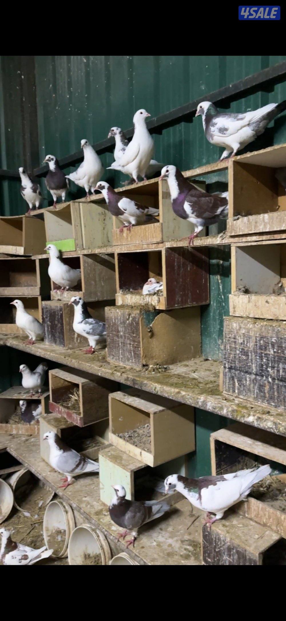 حمام لاحم الوزان ازواج بالجبرة فيهم طباتهم وفيهم اللي تحتهم فروخ0