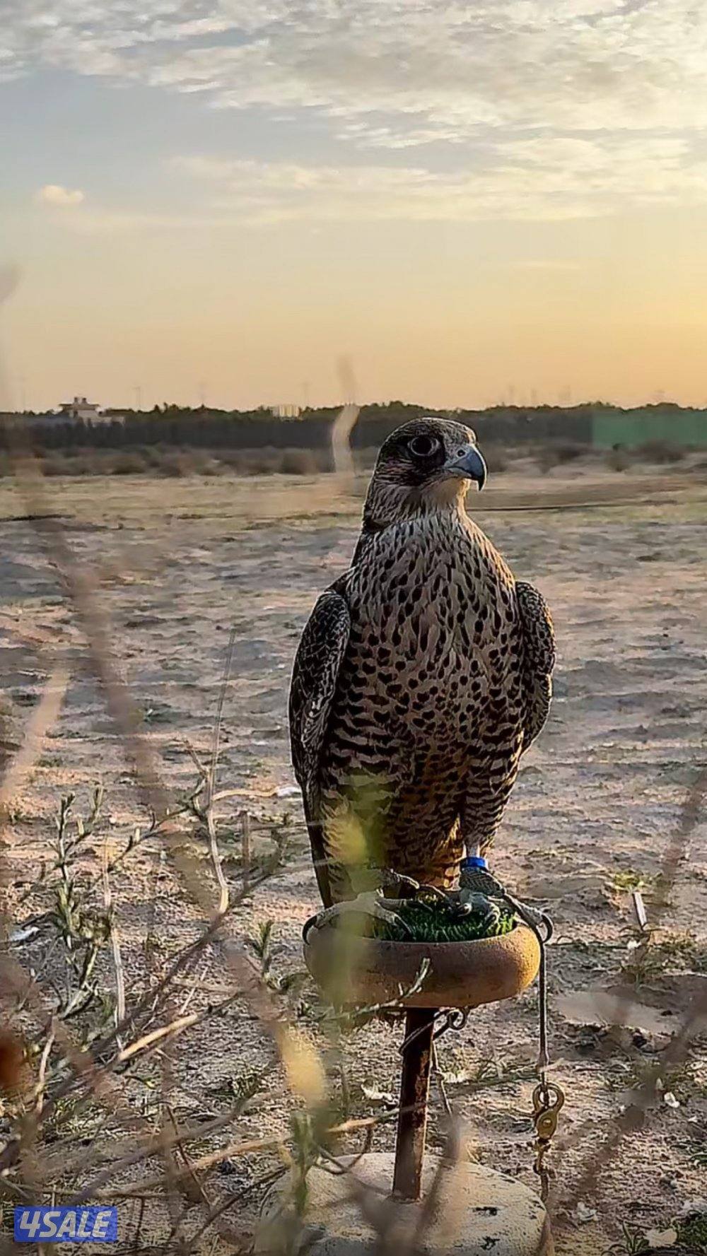 جير شاهينsss0