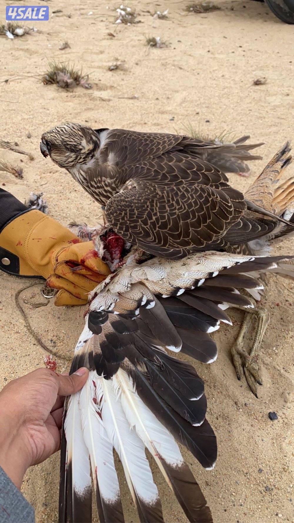 جير شاهينsss1