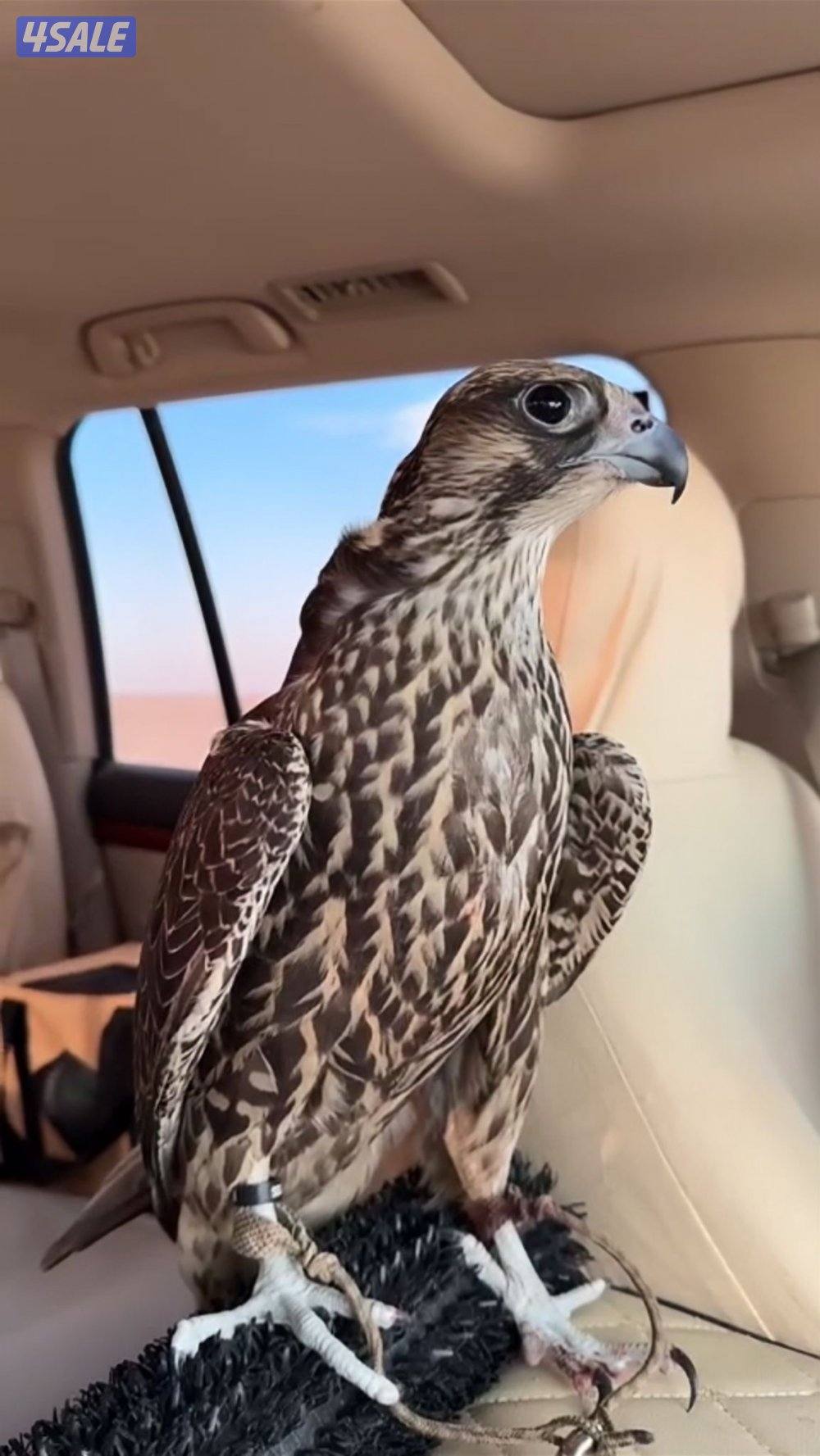 جير شاهينsss2