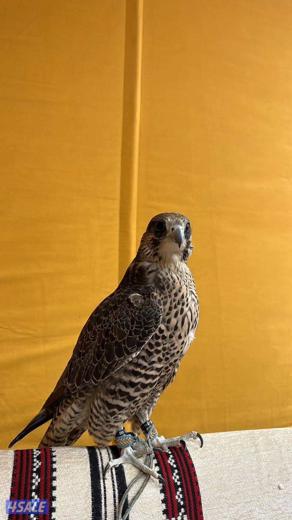 جير شاهينsss3