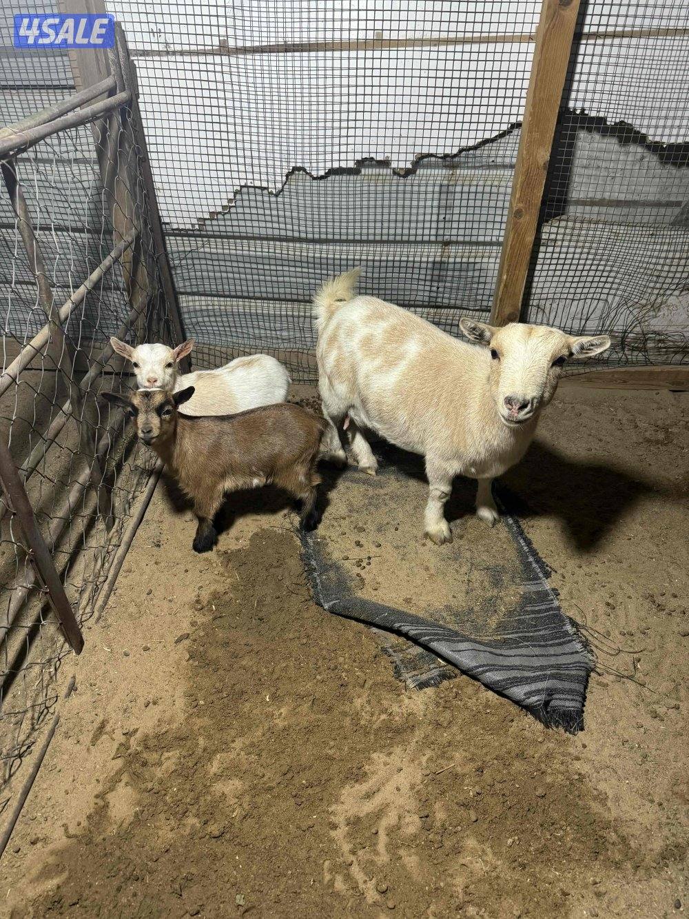 للبيع جيكي قزم0