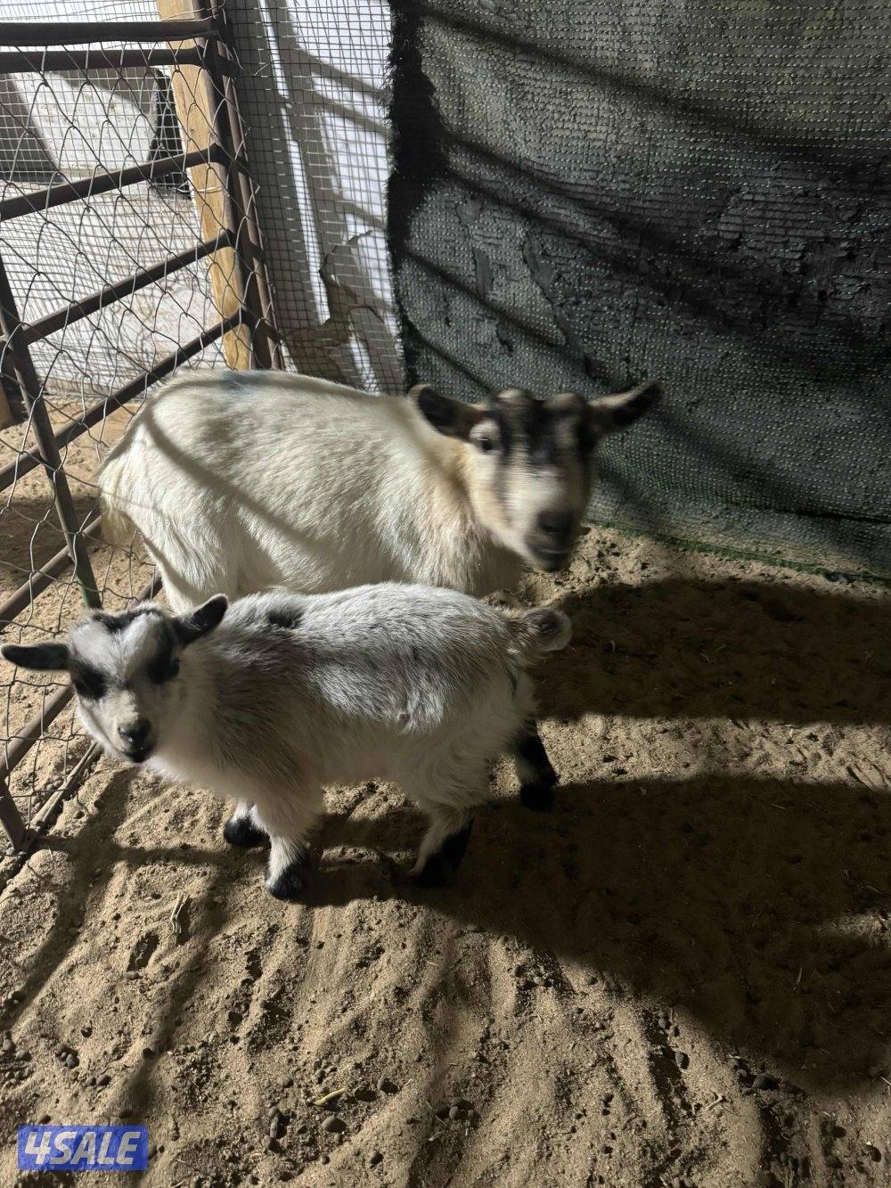 للبيع جيكي قزم1