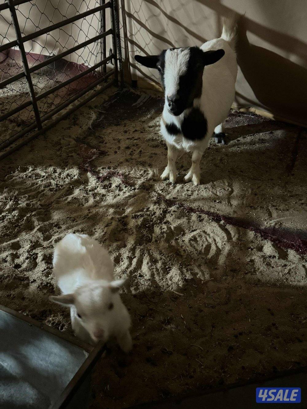 للبيع جيكي قزم2