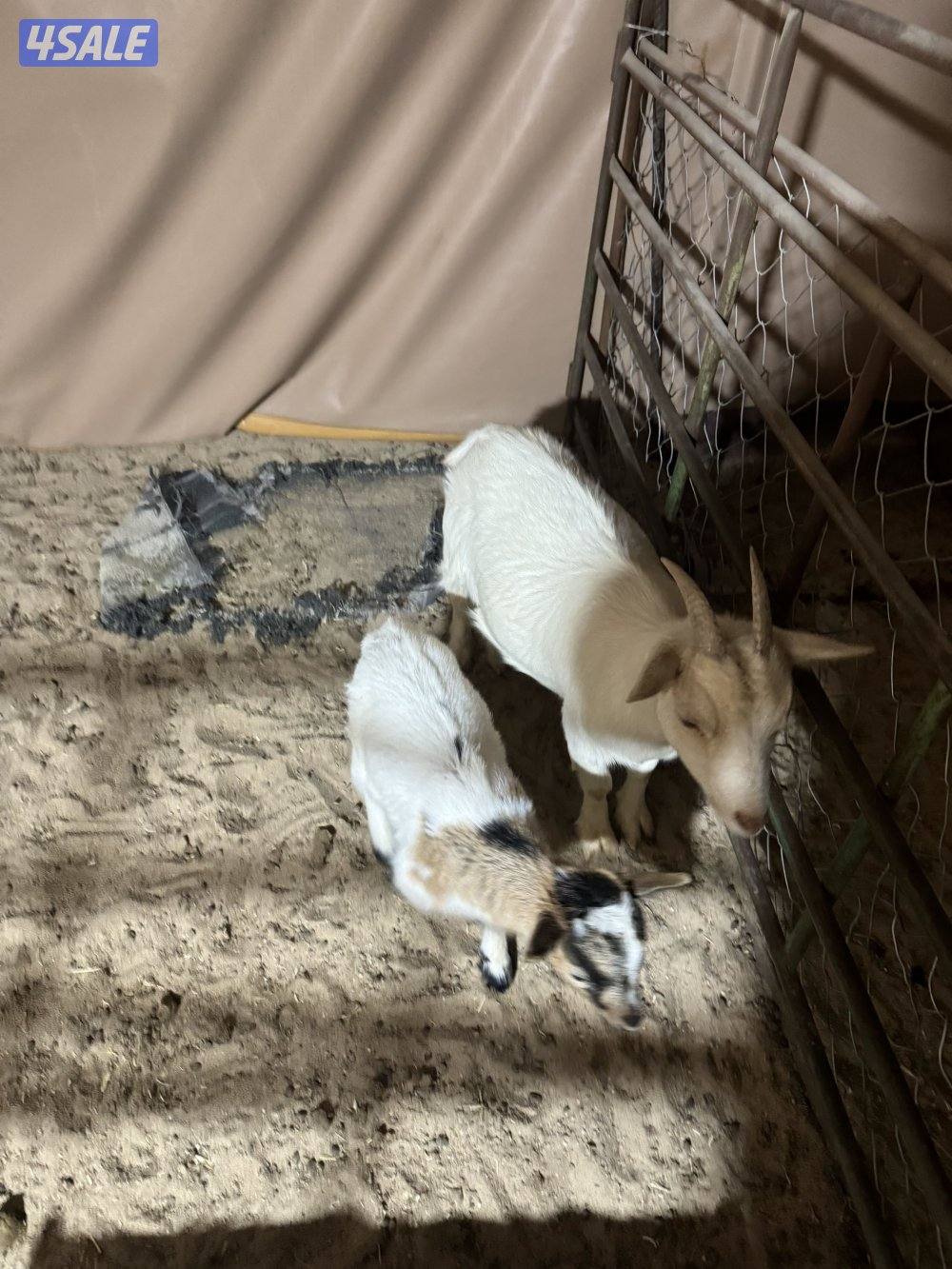 للبيع جيكي قزم4