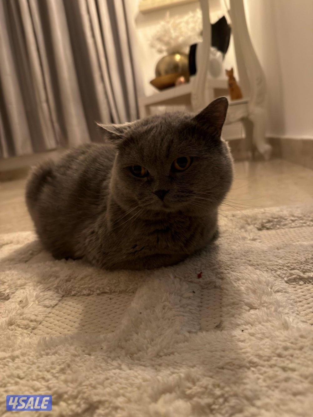 للتبني قطط من غير مقابل0