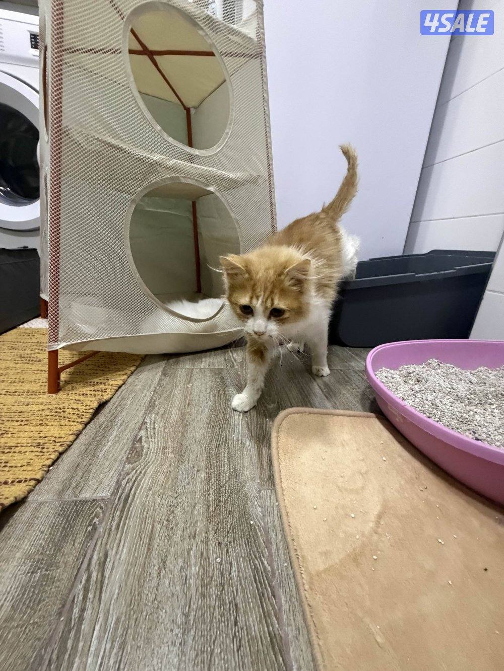 للتبني قطط من غير مقابل2