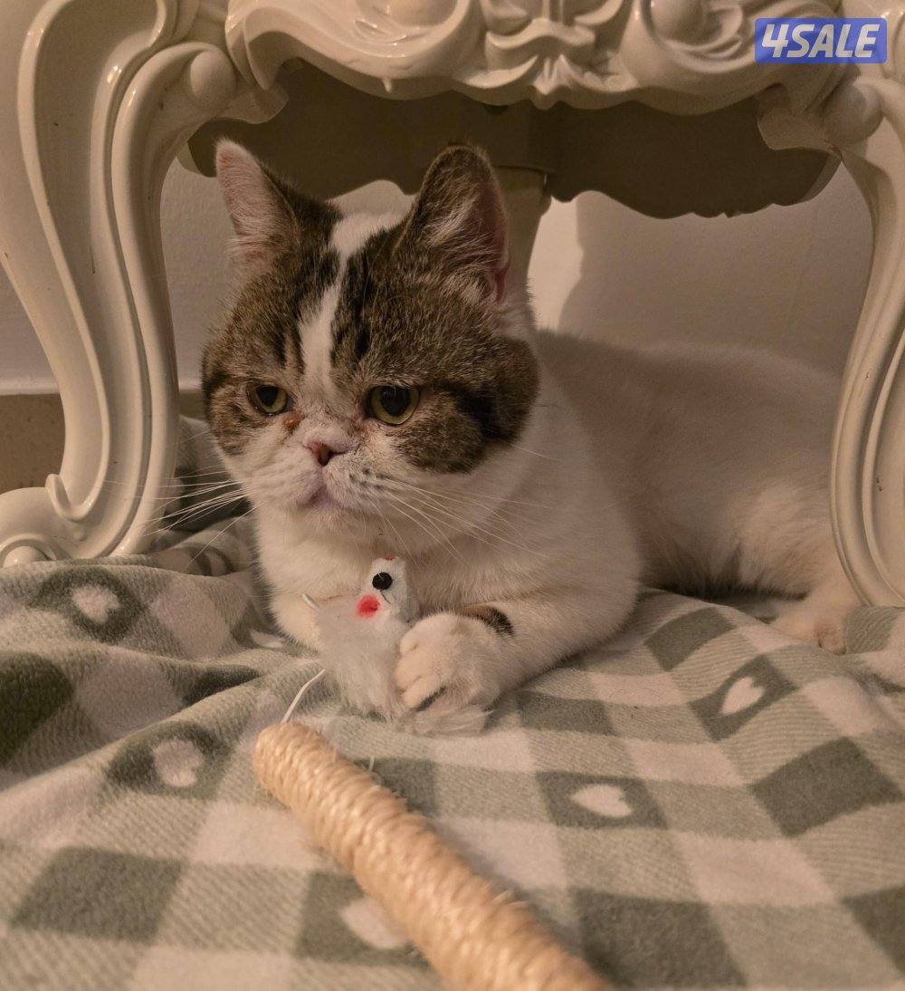 للتبني قطط من غير مقابل3