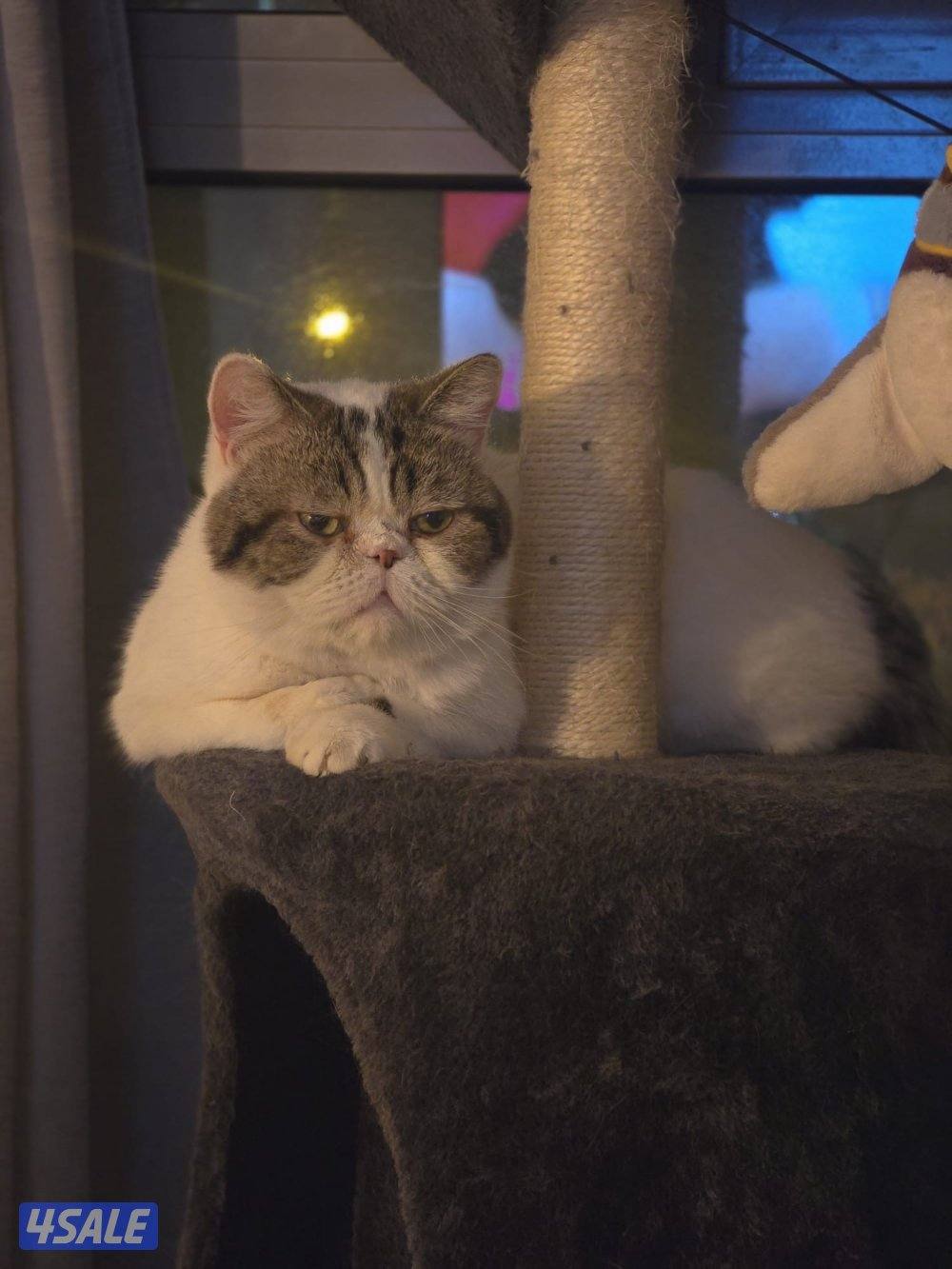 للتبني قطط من غير مقابل4