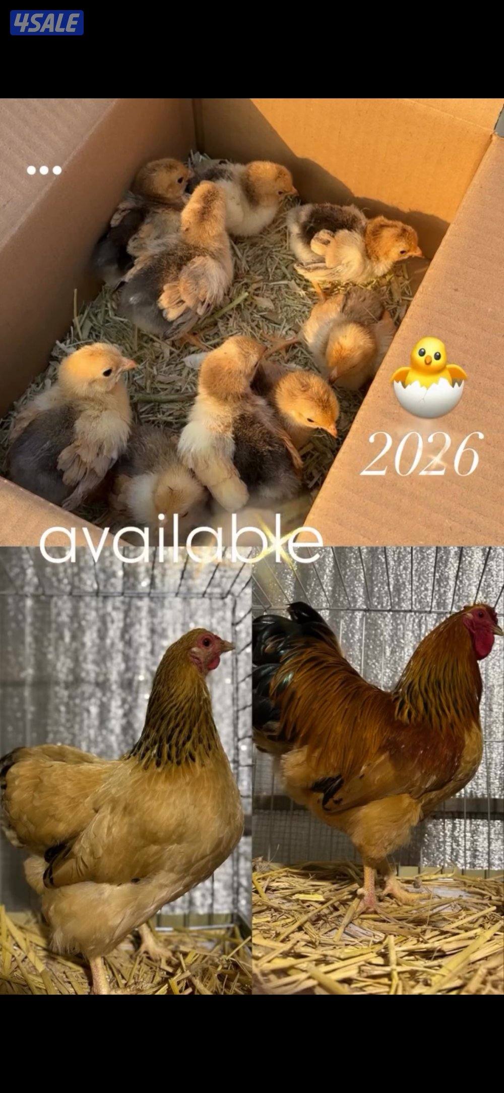 🐣نوادر الوايندوت بوف🐣0