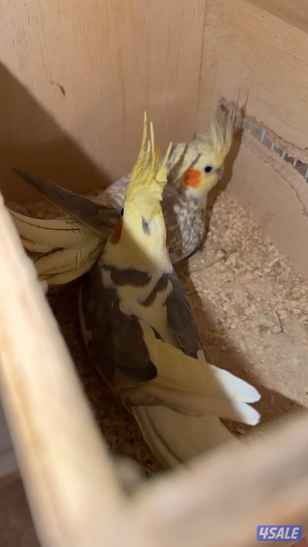 ‏طير كروان0