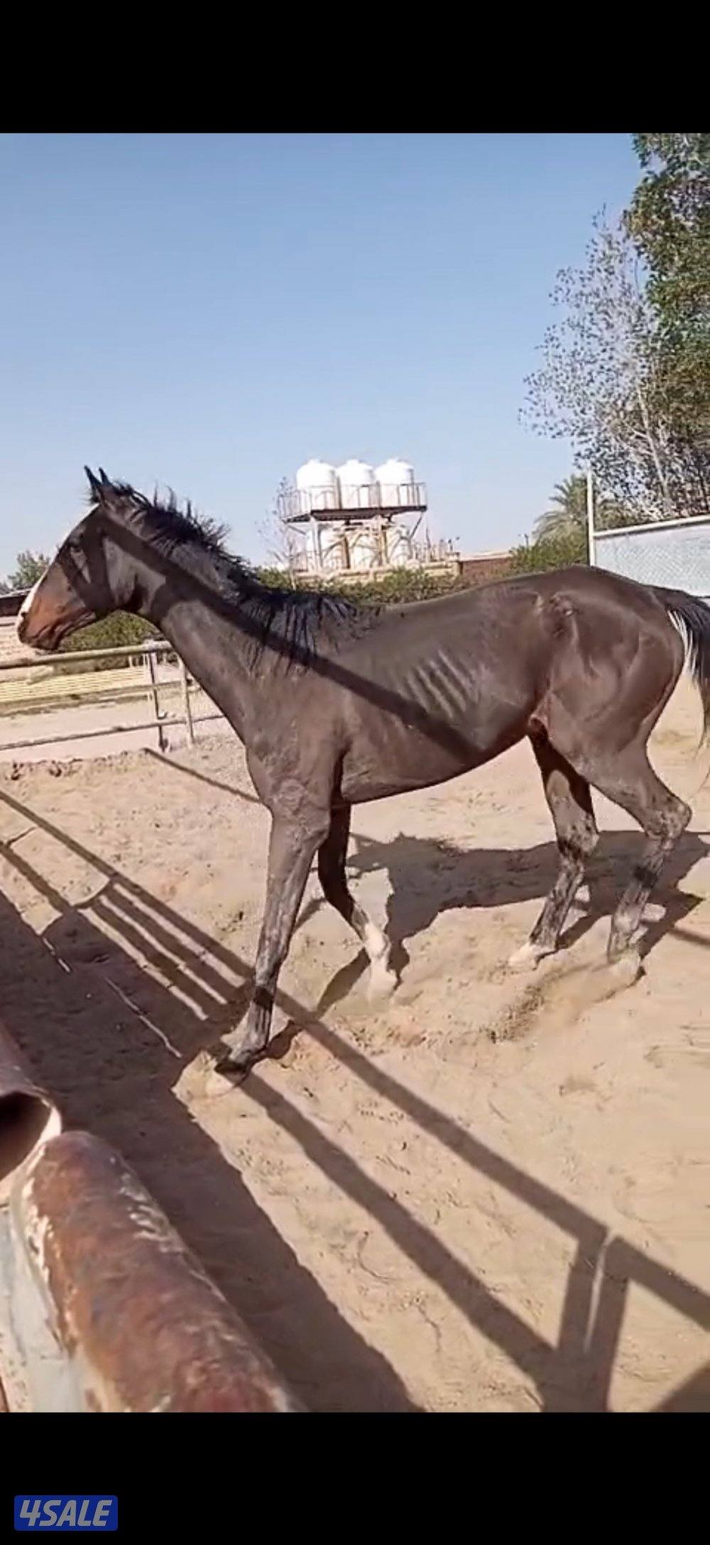 انجليزي مدرسه0