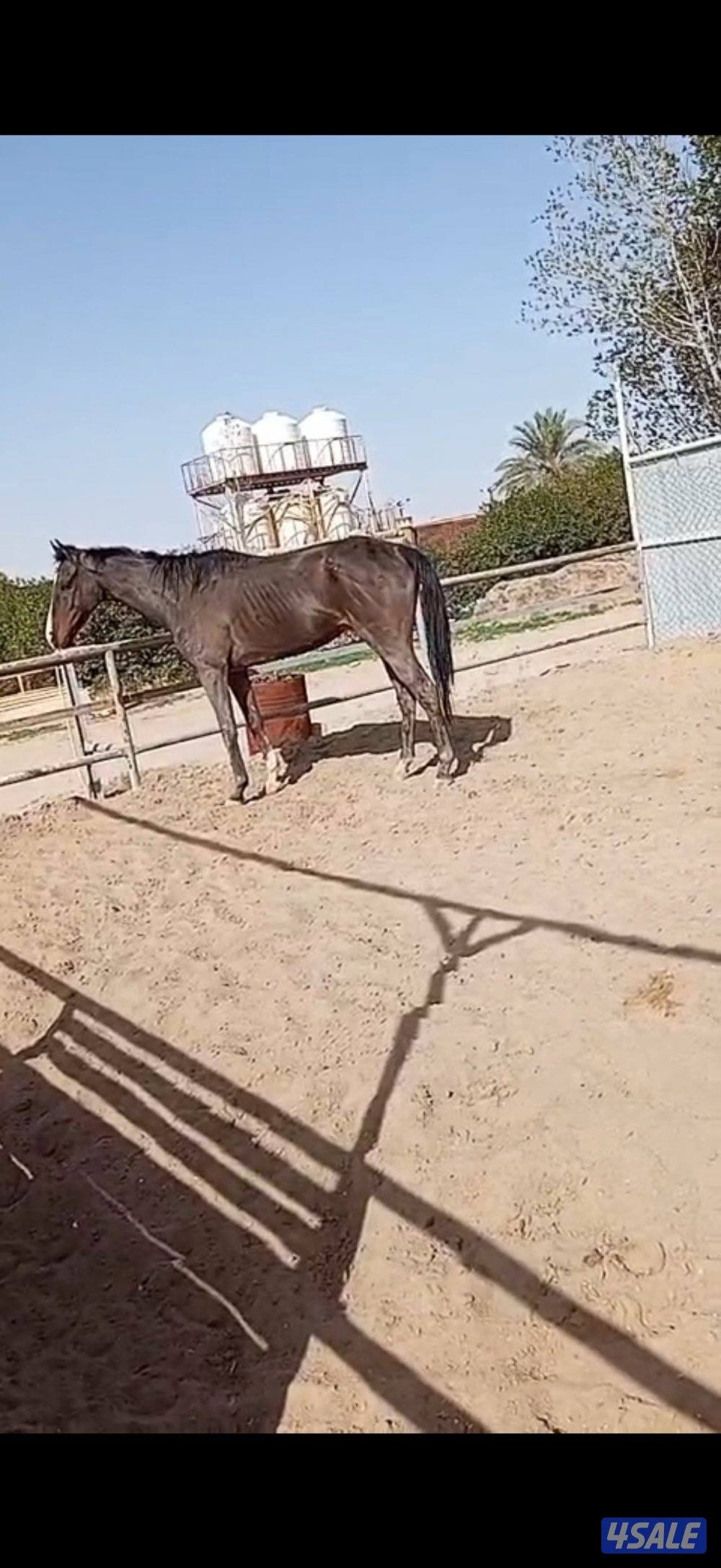 انجليزي مدرسه1