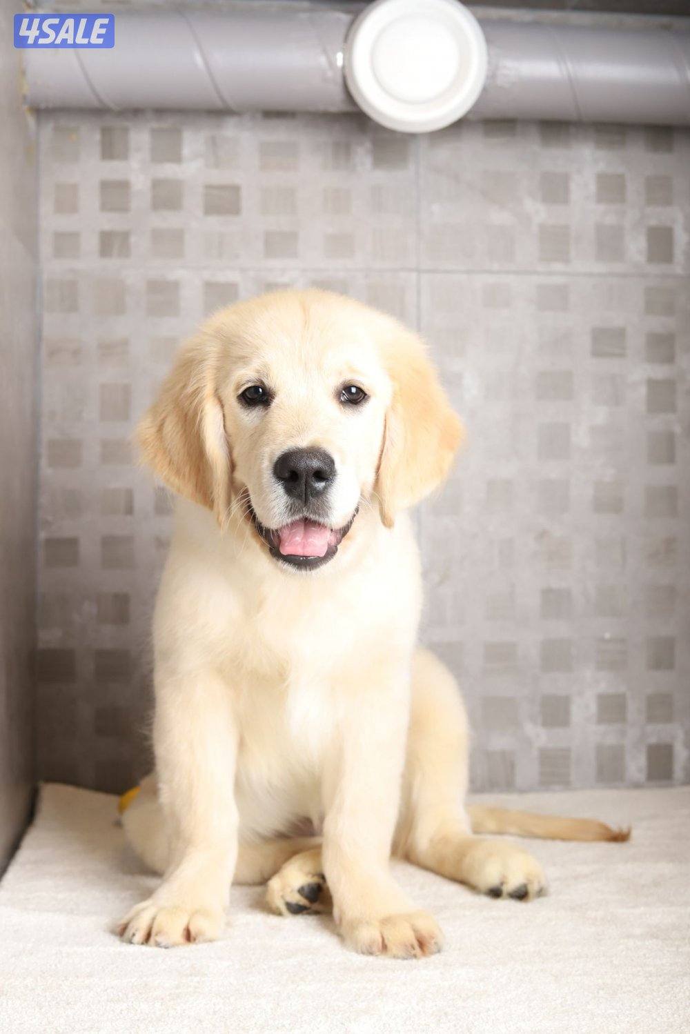 Golden retriever male puppy 6 months3