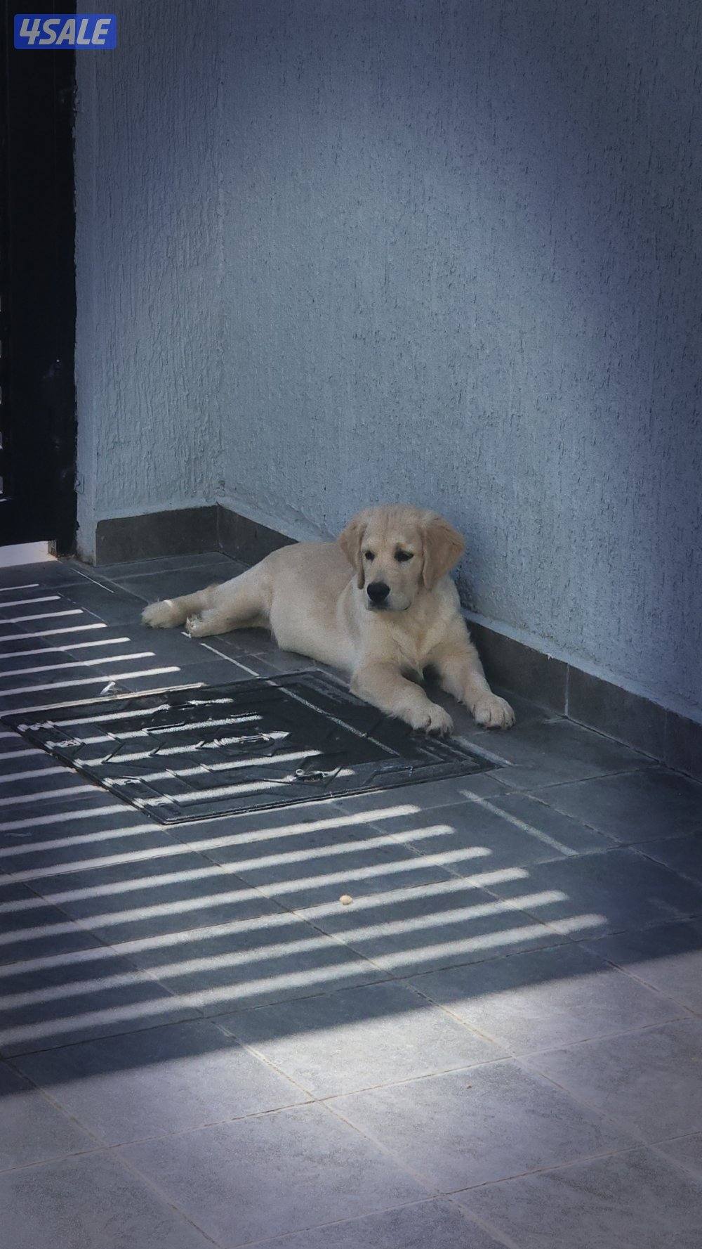 Golden retriever male puppy 6 months4