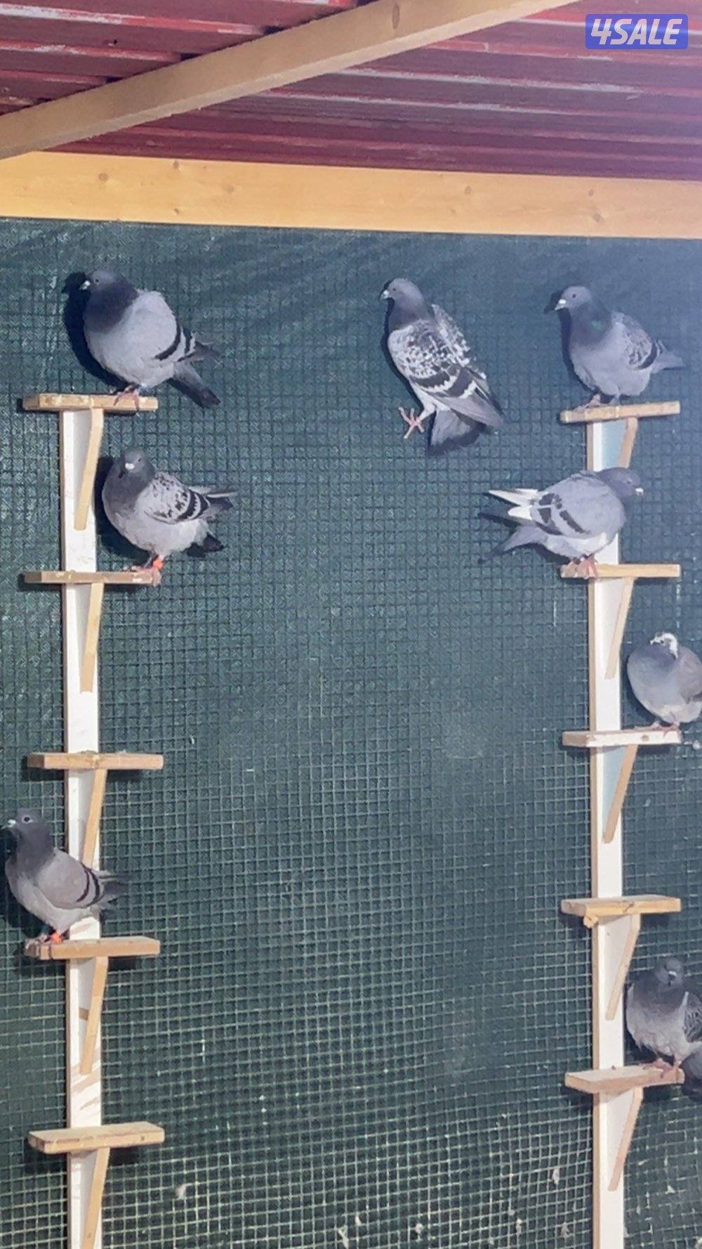 للبيع طبات سباق من 2 شهر إلى 5 شهور1