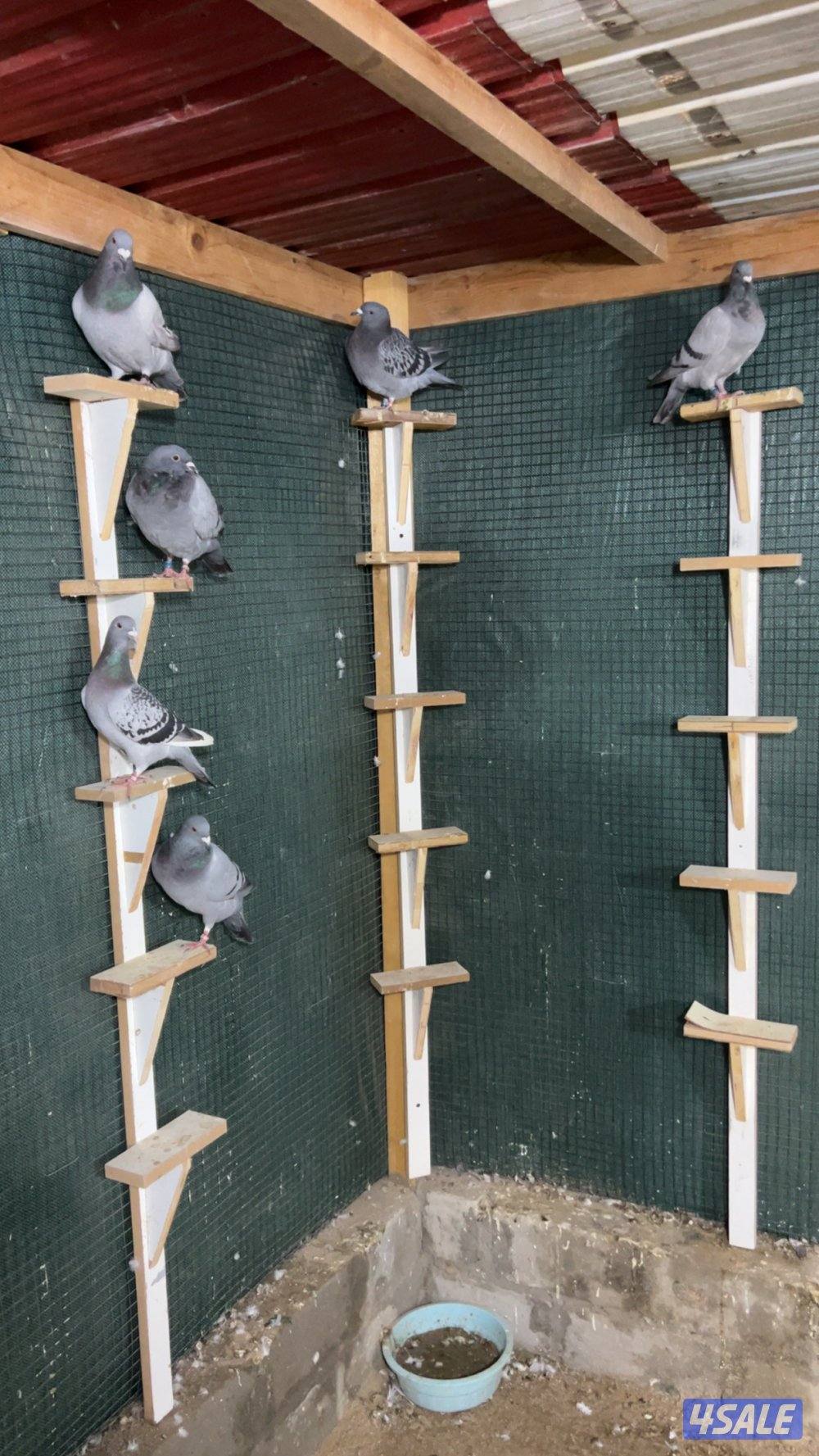 للبيع طبات سباق من 2 شهر إلى 5 شهور2