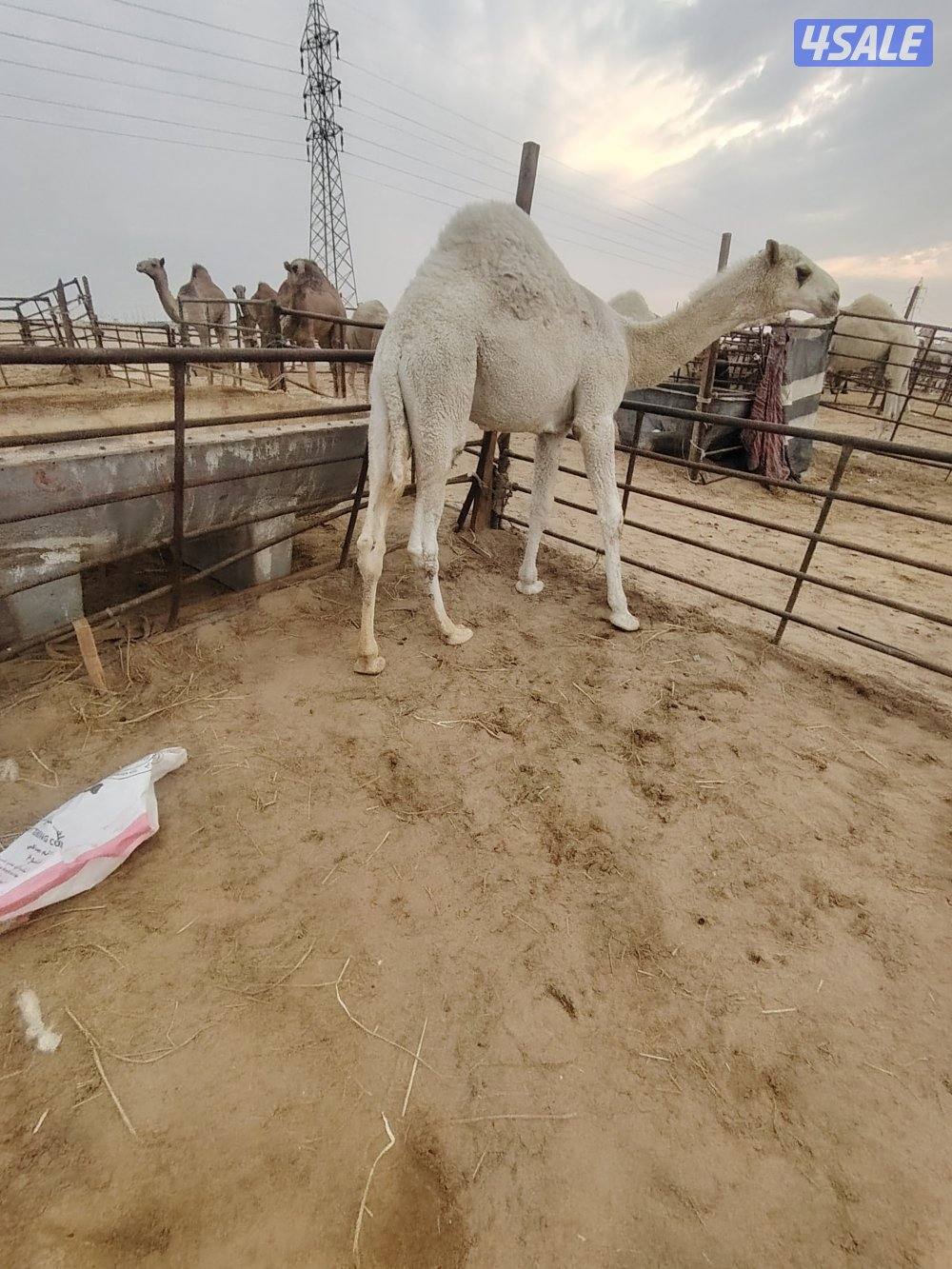 بيع وشراء قعدان يوجد لدين قعدان محليه او غير محليه0