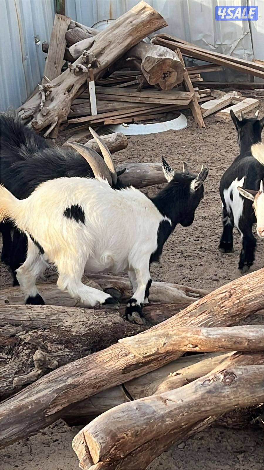 معزا شيكيه0