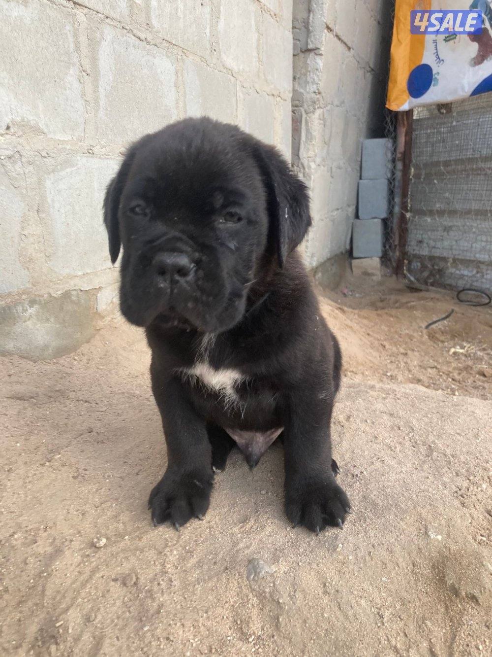 القصور قطعه 11