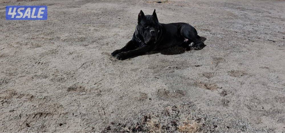 القصور قطعه 10