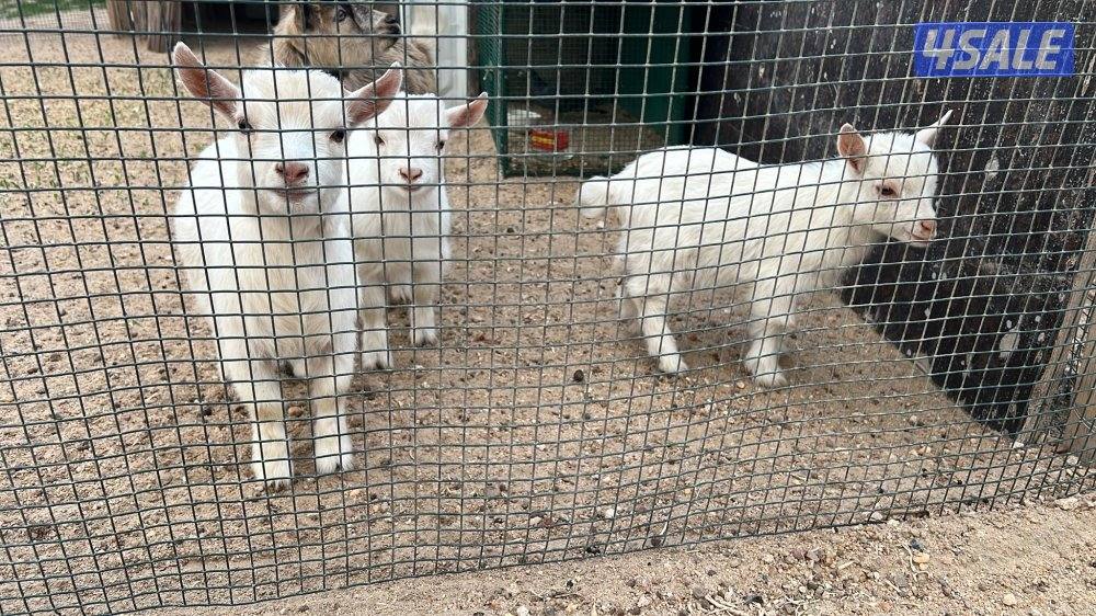 جيكي ماعز- ٣ تيوس وجفوا1