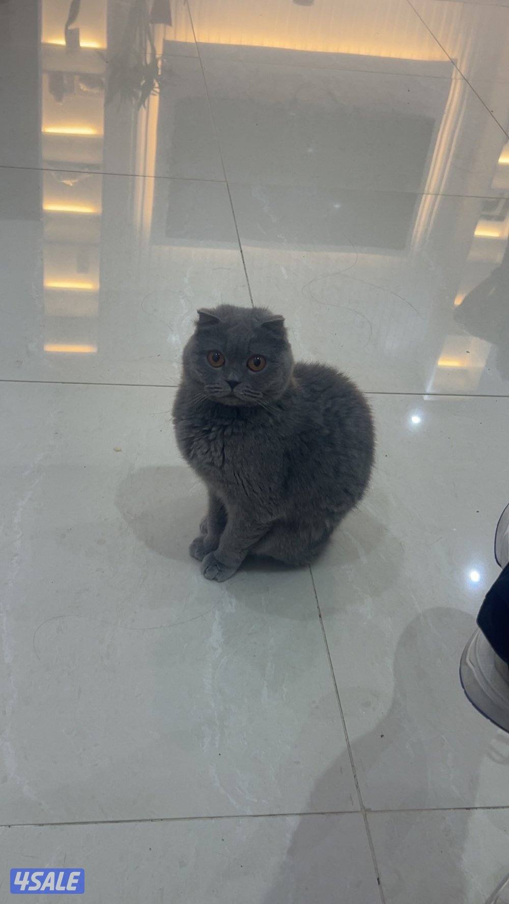 للتبني نثيه سكوتش فولد العمر سنه0