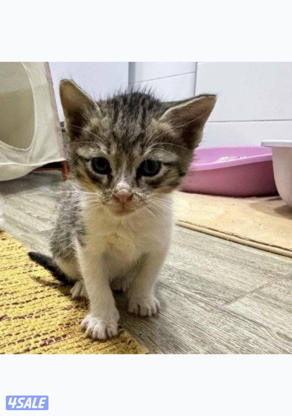 للتبني قطط من غير مقابل1