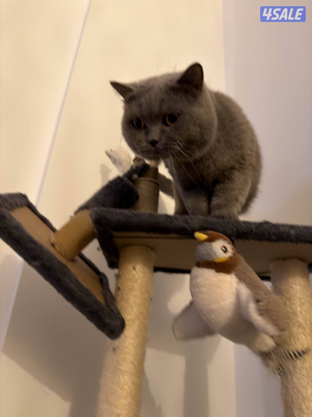 للتبني قطط من غير مقابل5