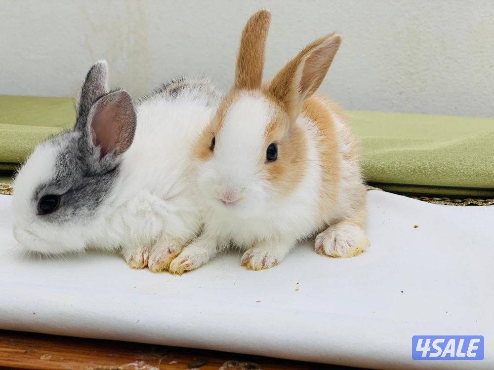 للبيع ارانب فرنسية صغار 🐰1