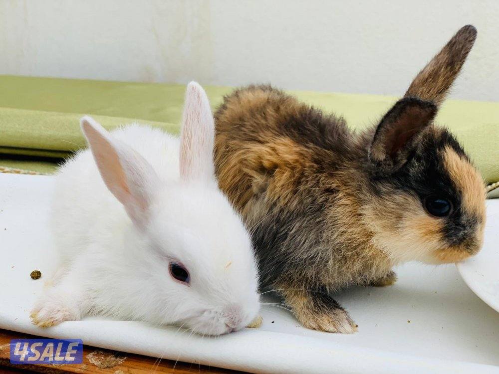 للبيع ارانب فرنسية صغار 🐰3