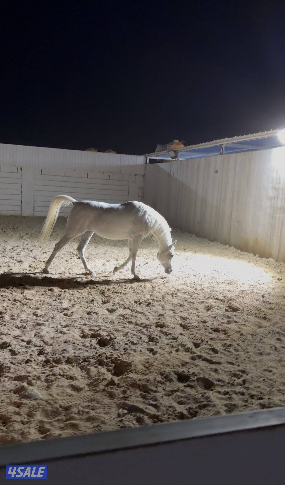 فرس مصريه بيور دماء فاخره0