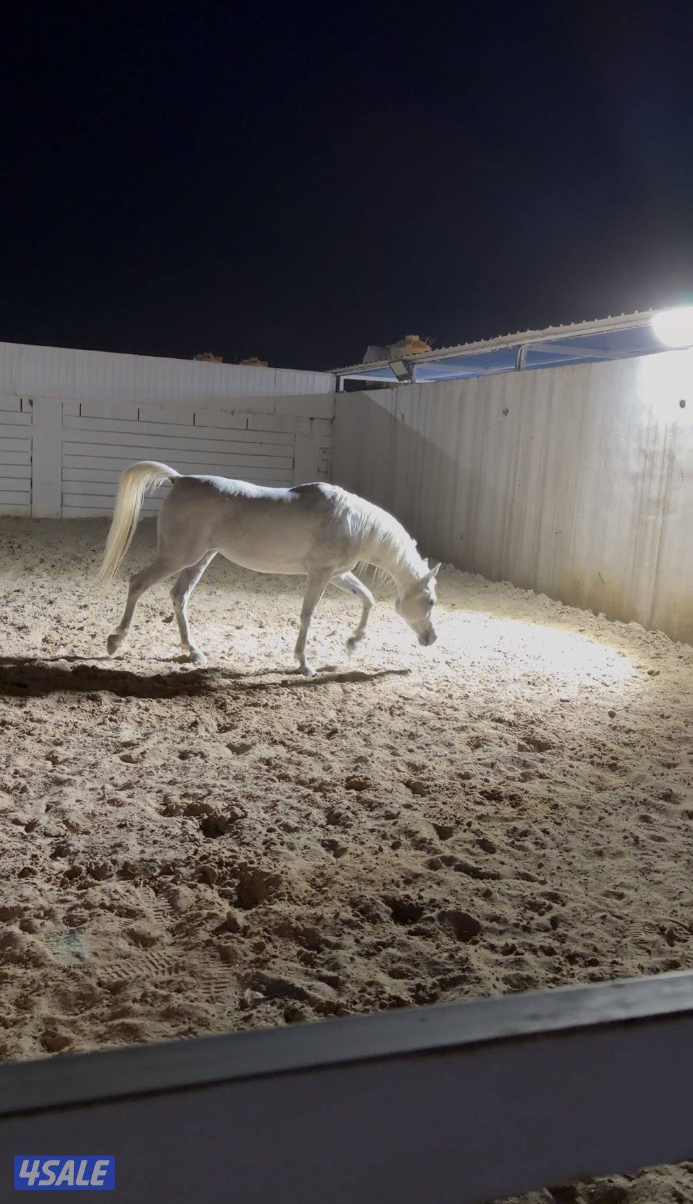 فرس مصريه بيور دماء فاخره1