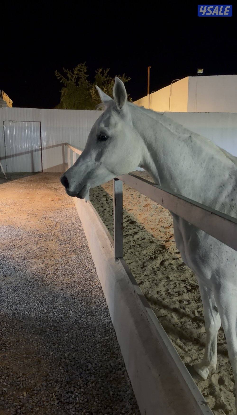 فرس مصريه بيور دماء فاخره2