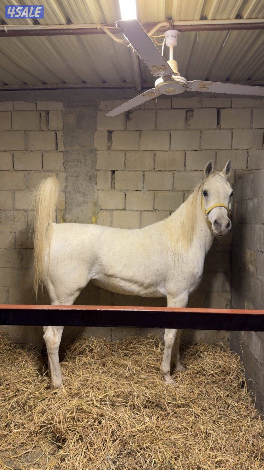 فرس مصريه بيور دماء فاخره3