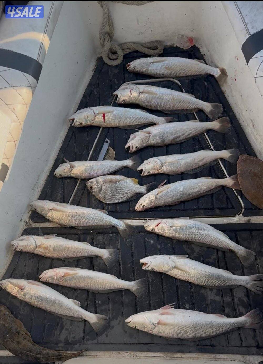 ‏‎نوخذه كويتي حداق جسر جابر والجون وتعليم الحداق والجق ولفاح0