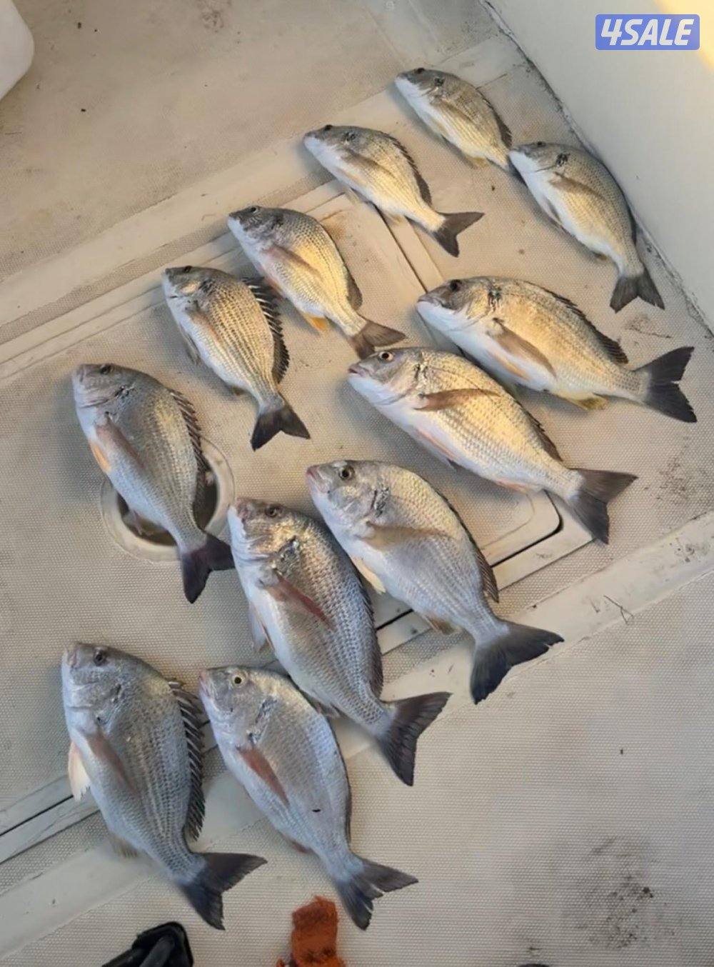 ‏‎نوخذه كويتي حداق جسر جابر والجون وتعليم الحداق والجق ولفاح4