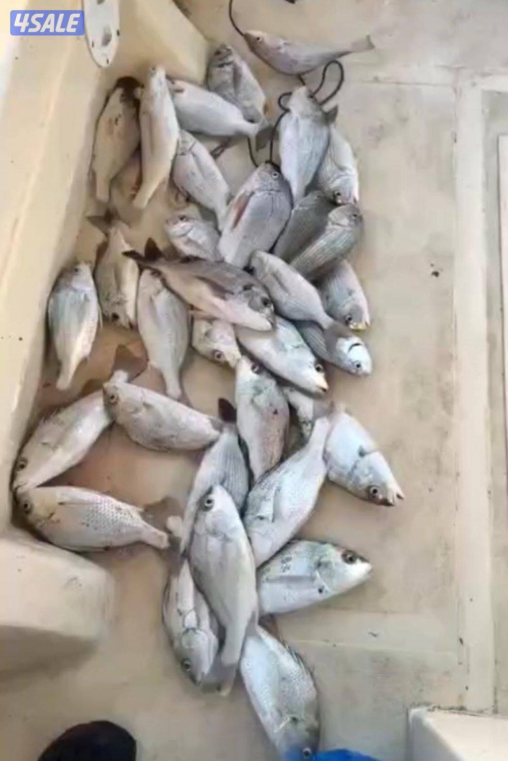 ‏‎نوخذه كويتي حداق جسر جابر والجون وتعليم الحداق والجق ولفاح5