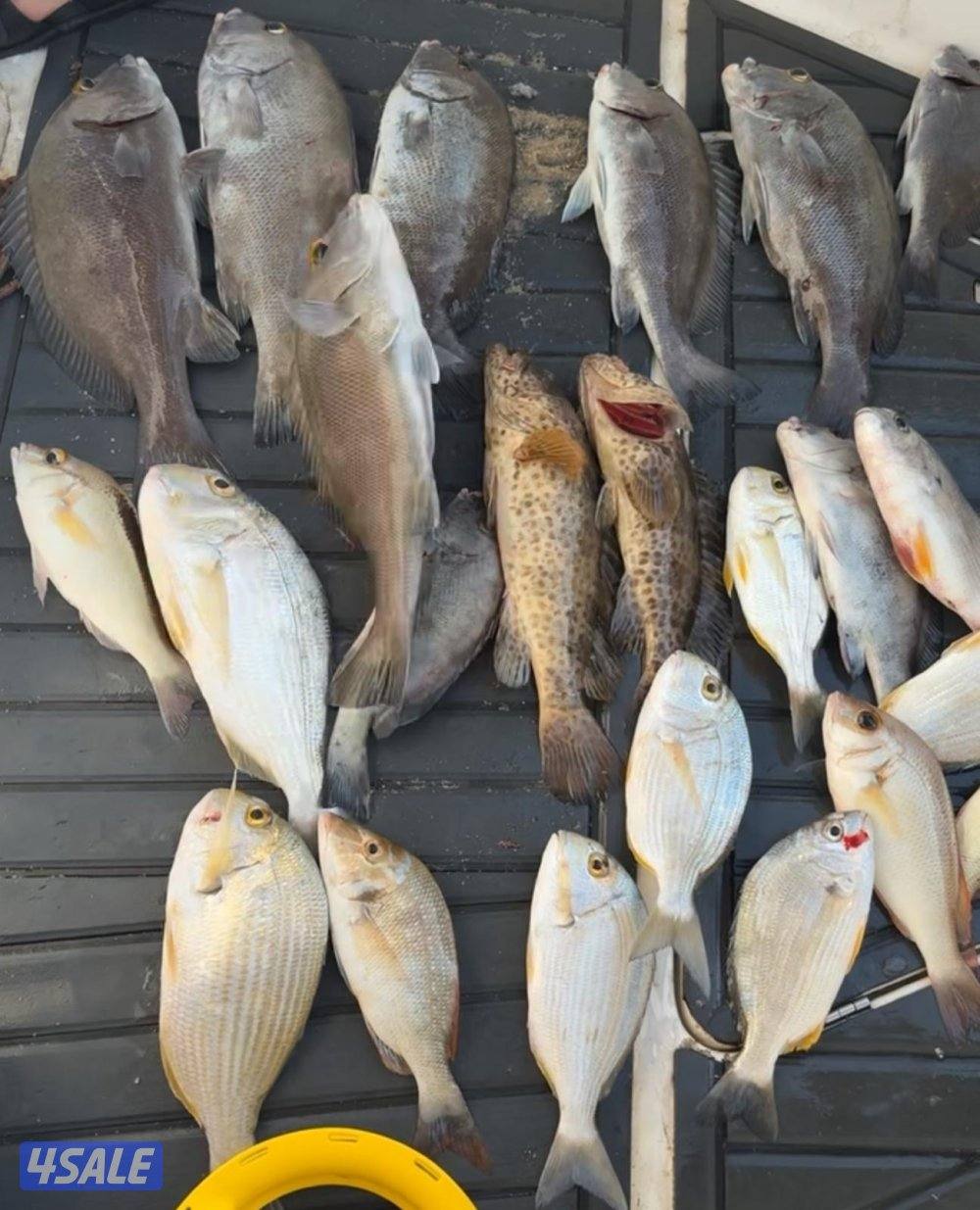 ‏‎نوخذه كويتي حداق جسر جابر والجون وتعليم الحداق والجق ولفاح10