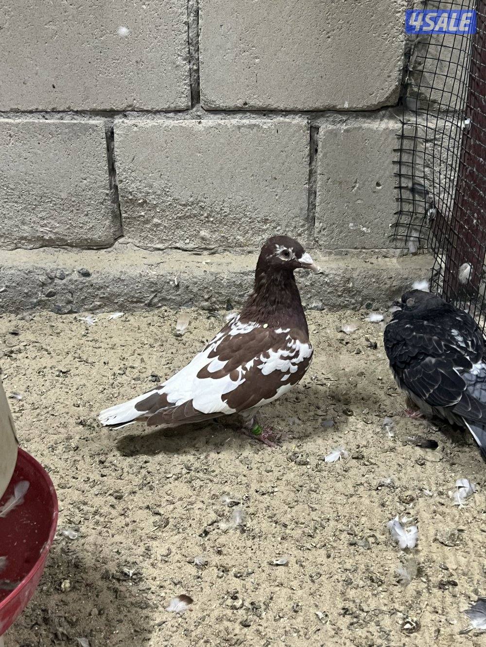 للبيع جبره حمام زاجل1