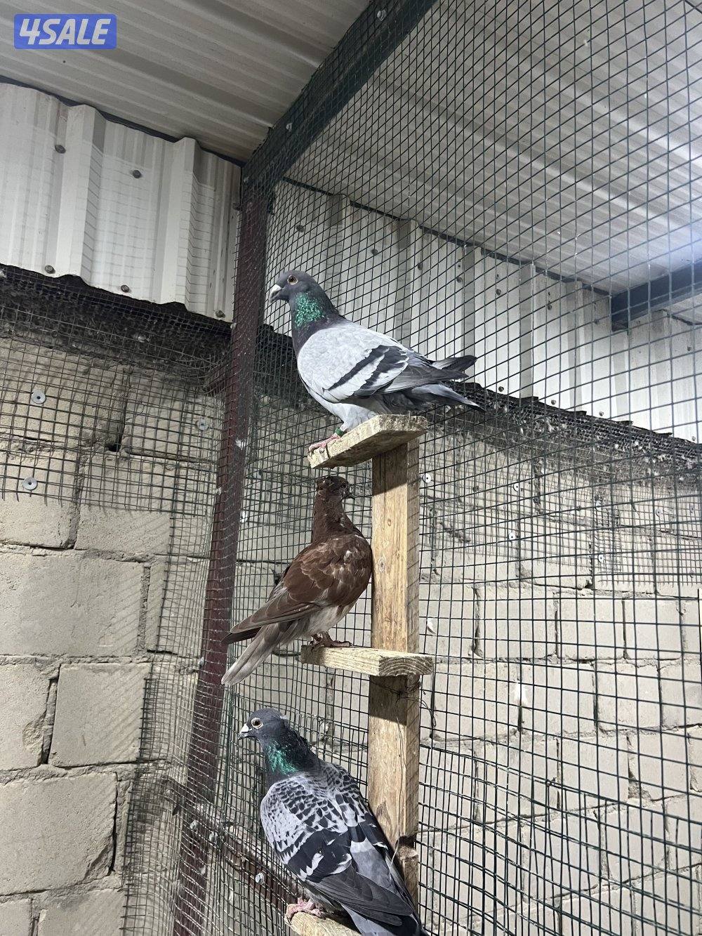 للبيع جبره حمام زاجل2